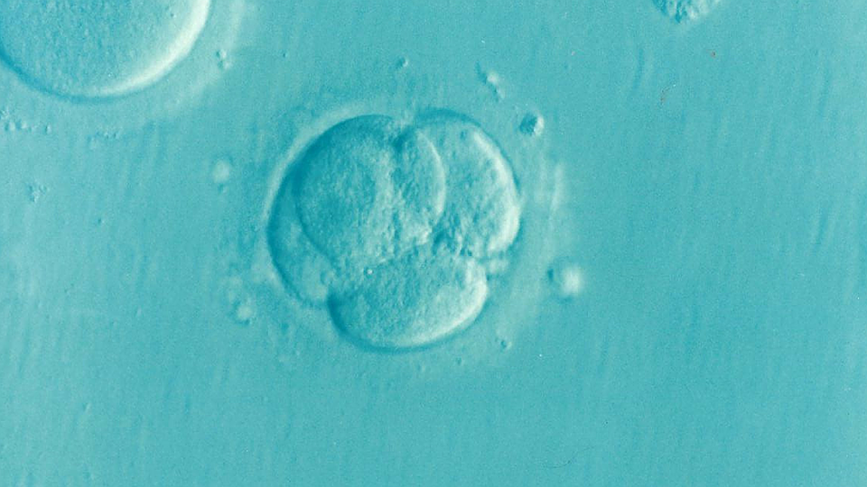 embryo-1514192_960_720